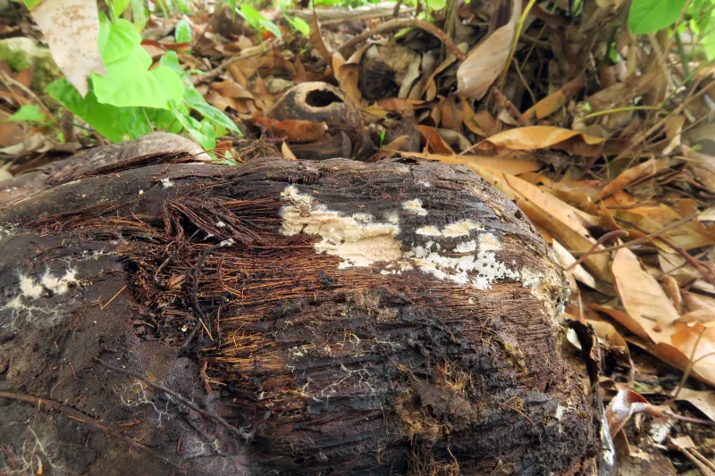 Asterostroma laxum 1 - IMG_2875